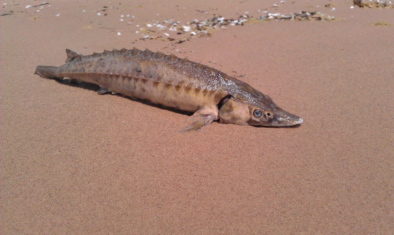 → Stør | Hvor, hvordan og hvornår kan denne fisk fanges i Danmark?